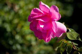 Картинка цветы розы бутон лепестки макро