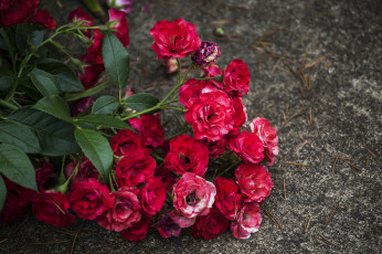 Картинка цветы розы красный