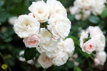 Картинка цветы розы куст