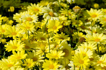 Картинка цветы ромашки желтый