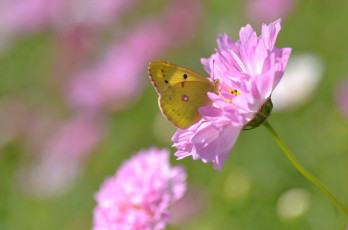 Картинка животные бабочки космея крылья