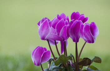 Картинка цветы цикламены розовый