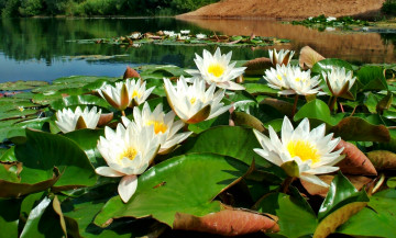 Картинка цветы лилии водяные нимфеи кувшинки листья цветки река