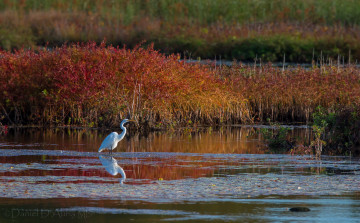 Картинка животные цапли осень вода