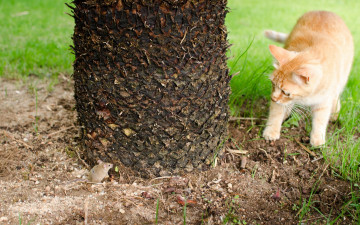 Картинка животные разные вместе знакомство встреча мышка котёнок