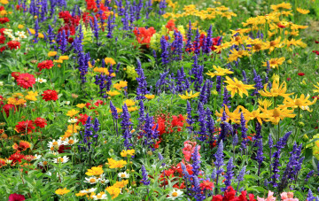 Картинка цветы луговые полевые цинния ромашки рудбекия