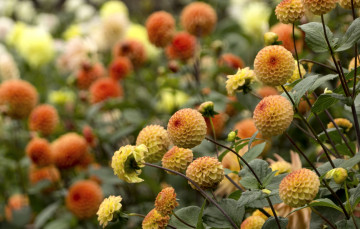 Картинка цветы георгины оранжевый