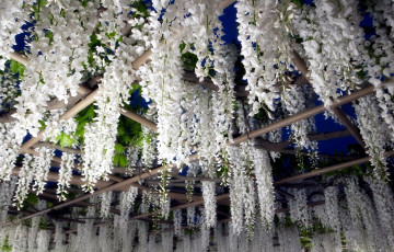 Картинка цветы глициния вистерия