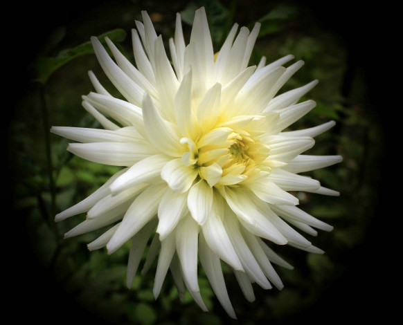 Обои картинки фото цветы, георгины, цветок, лепестки