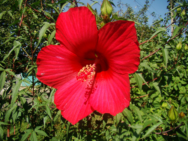 Обои картинки фото цветы, гибискусы