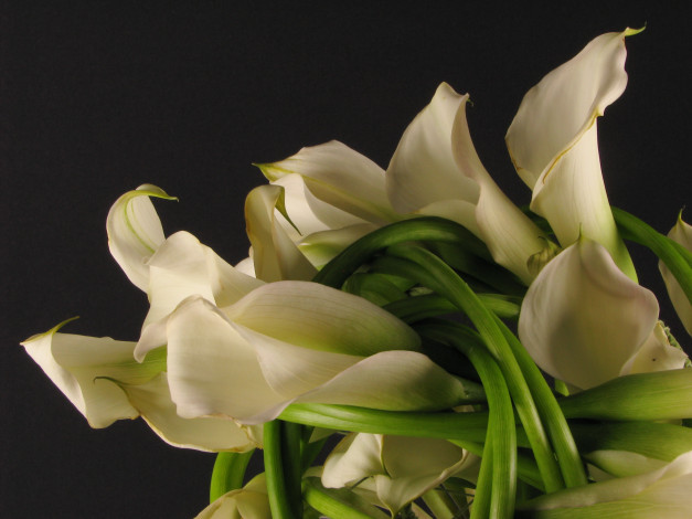 Обои картинки фото цветы, каллы, букет