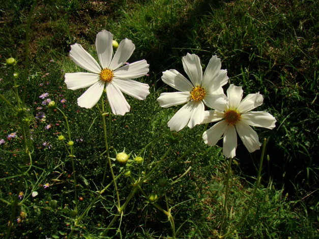 Обои картинки фото цветы, космея