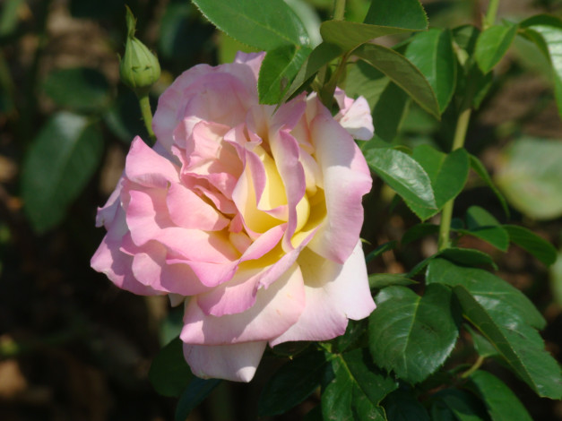 Обои картинки фото цветы, розы