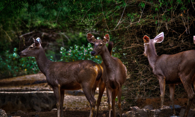 Обои картинки фото животные, олени, настороженность, лес