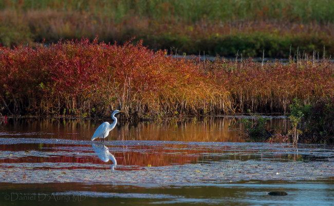 Обои картинки фото животные, цапли, осень, вода