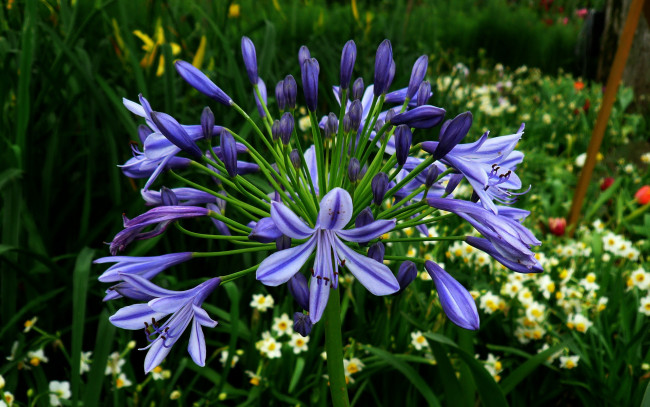 Обои картинки фото цветы, агапантус, африканская, лилия, лепестки