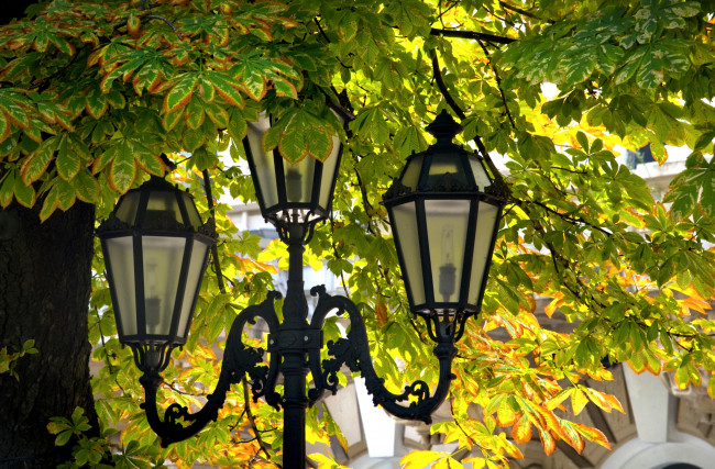 Обои картинки фото разное, осветительные, приборы, каштан, фонарь