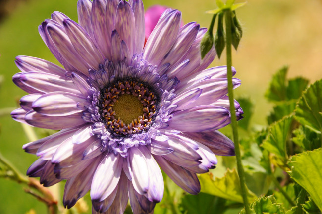 Обои картинки фото цветы, гиацинты, маргаритки