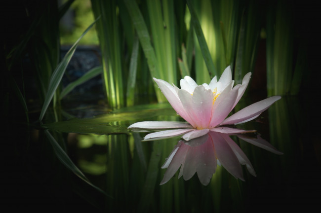 Обои картинки фото цветы, лилии, водяные, нимфеи, кувшинки, вода, розовый