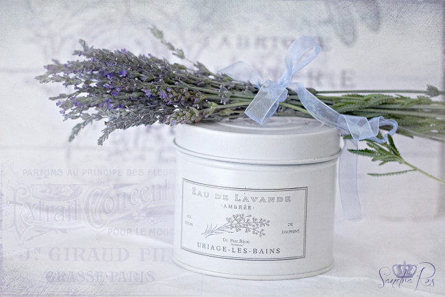 Обои картинки фото цветы, лаванда, винтаж