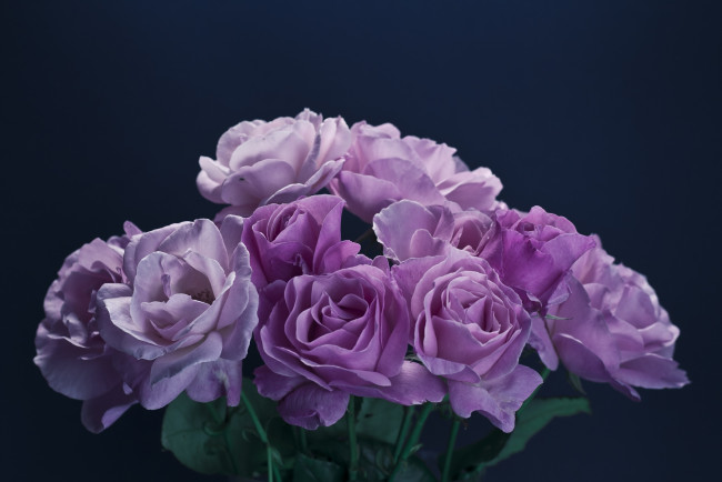 Обои картинки фото цветы, розы, букет