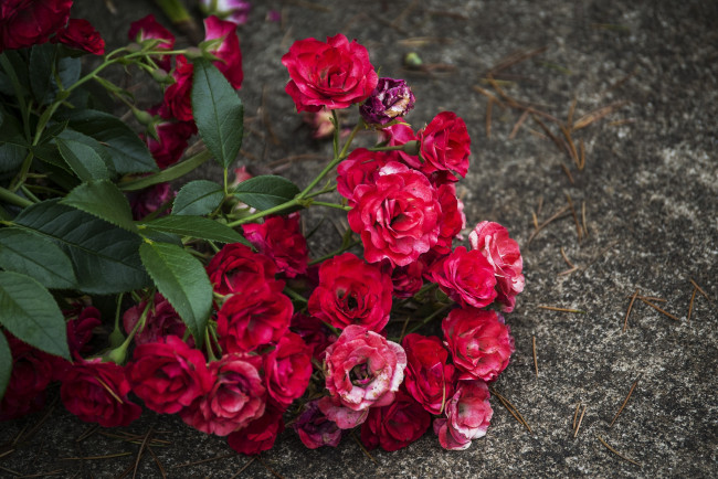 Обои картинки фото цветы, розы, красный