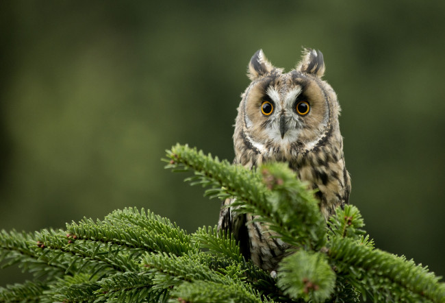 Обои картинки фото животные, совы, глаза, ель