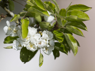 Картинка цветы цветущие+деревья+ +кустарники груша ветка весна листья макро цветение