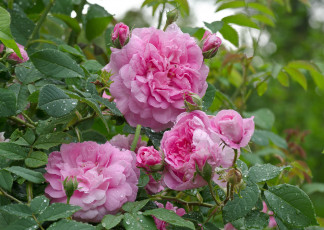 Картинка цветы розы blossoms leaves petals bud цветение листья лепестки бутон роза rose