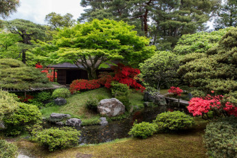 Картинка природа парк сад рыба пруд японский кусты дервья