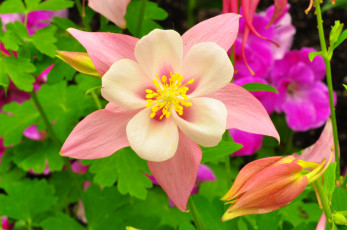 Картинка цветы аквилегия+ водосбор лепестки листья сад клумба