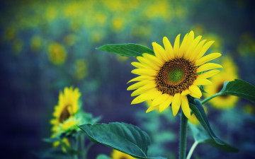 Картинка цветы подсолнухи лепестки