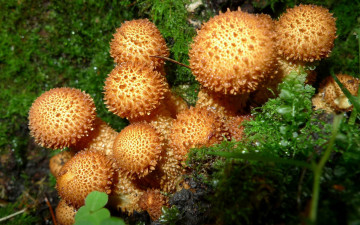 Картинка природа грибы