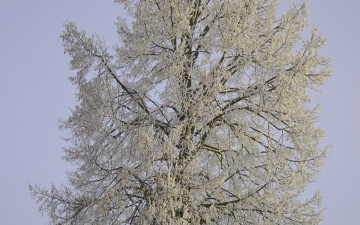 Картинка природа зима иней ветки