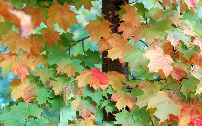 Обои картинки фото природа, листья