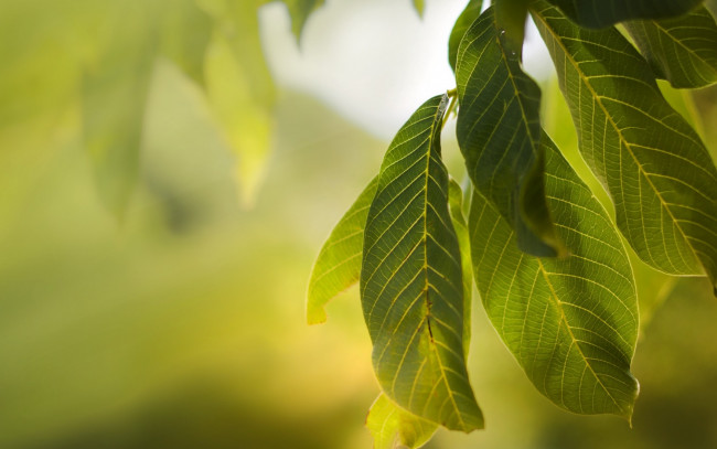 Обои картинки фото природа, листья, лето, макро, зеленые, macro