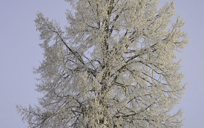 Обои картинки фото природа, зима, иней, ветки