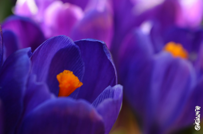 Обои картинки фото цветы, крокусы, цветение, весна