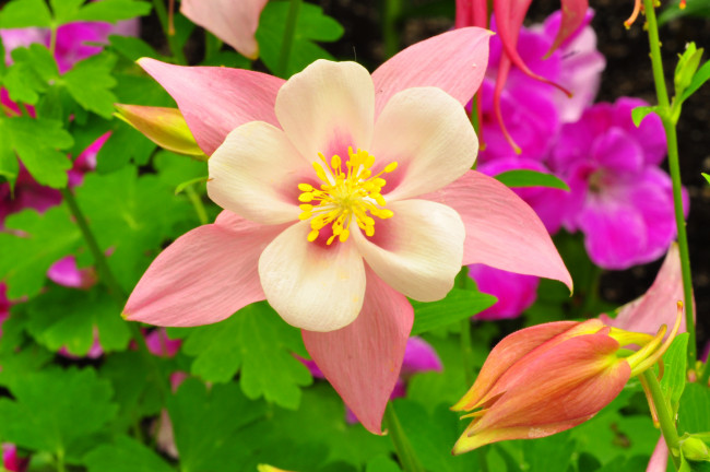 Обои картинки фото цветы, аквилегия , водосбор, лепестки, листья, сад, клумба