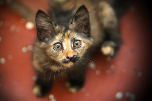 Обои картинки фото животные, коты, необычный, усы, взгляд, трехцветный, котенок, кошка, окрас