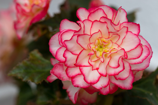 Обои картинки фото цветы, бегония, цветение, лепестки, листья, желтая