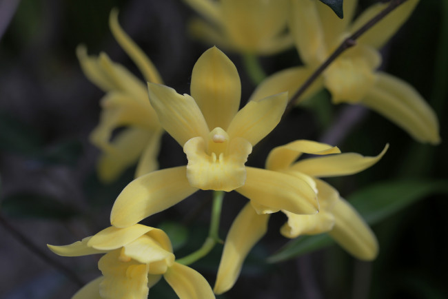 Обои картинки фото цветы, орхидеи, flowers, цветение, flowering, orchids