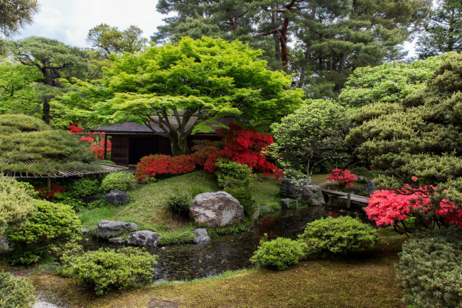 Обои картинки фото природа, парк, сад, рыба, пруд, японский, кусты, дервья