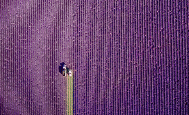 Обои картинки фото природа, поля, поле, лаванда, ряды, трактор