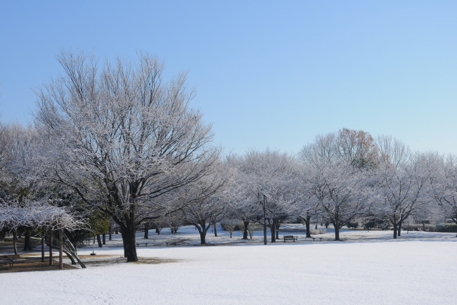 Обои картинки фото природа, зима, снег, деревья