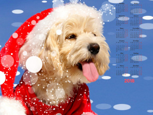 обоя календари, животные, шапка, собака