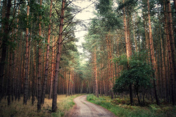 Картинка природа дороги простор