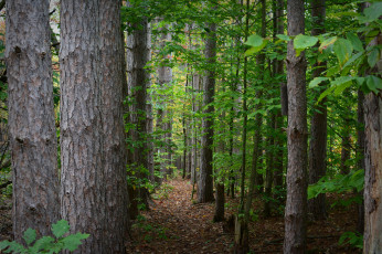 Картинка природа лес простор