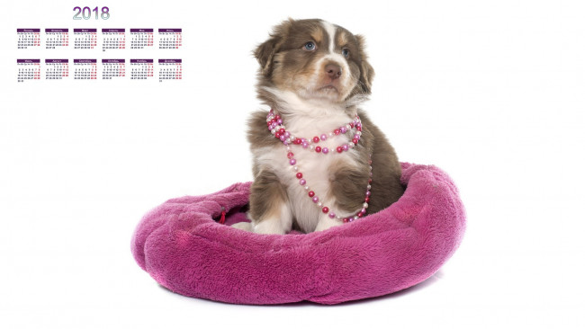 Обои картинки фото календари, животные, собака, белый, фон