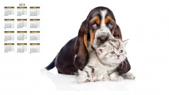 Обои картинки фото календари, животные, собака, белый, фон, кошка